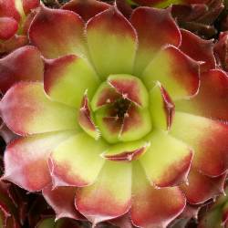 Sempervivum - Dachwurz - Hauswurz